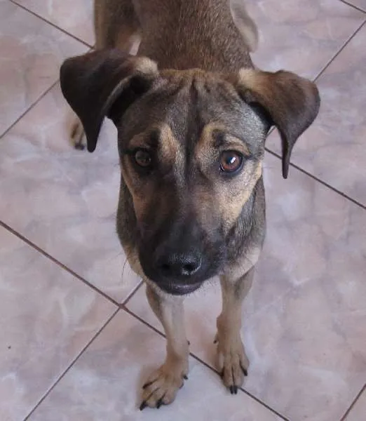 Cachorro ra a SRD idade 1 ano nome POF