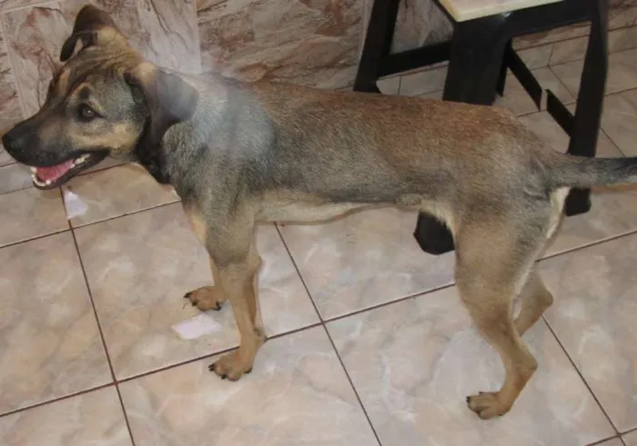 Cachorro ra a SRD idade 1 ano nome POF