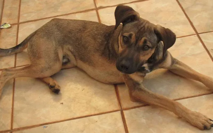 Cachorro ra a SRD idade 1 ano nome POF