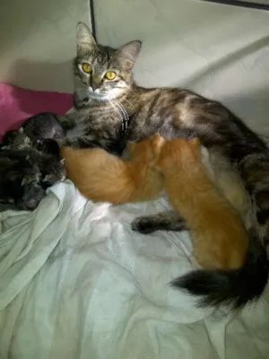 Gato raça SRD idade 2 a 6 meses nome Susi,Samara, Sol, S