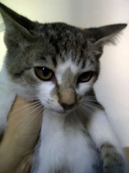 Gato ra a SRD idade 2 a 6 meses nome Susi,Samara, Sol, S