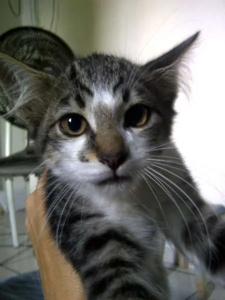 Gato ra a SRD idade 2 a 6 meses nome Susi,Samara, Sol, S