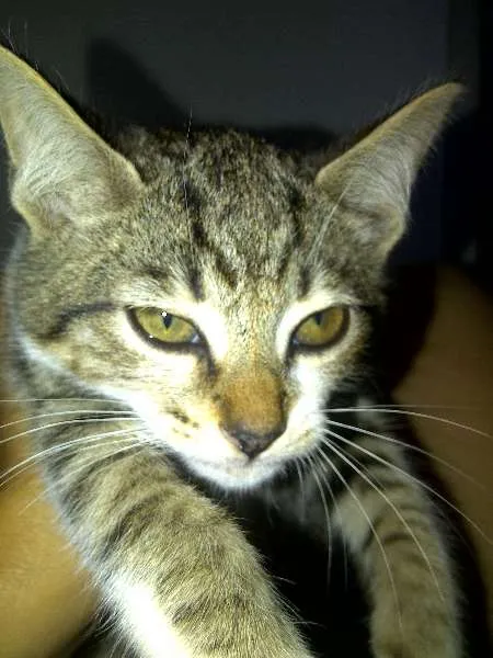 Gato ra a SRD idade 2 a 6 meses nome Susi,Samara, Sol, S