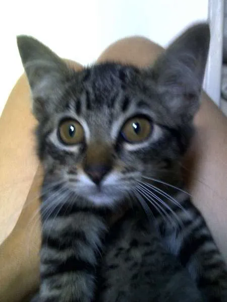 Gato ra a SRD idade 2 a 6 meses nome Susi,Samara, Sol, S
