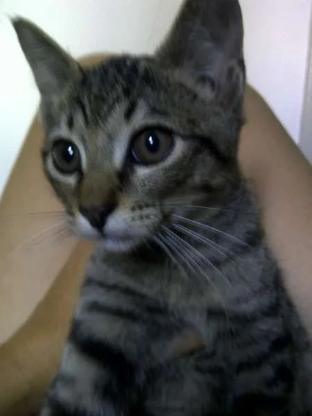 Gato ra a SRD idade 2 a 6 meses nome Susi,Samara, Sol, S