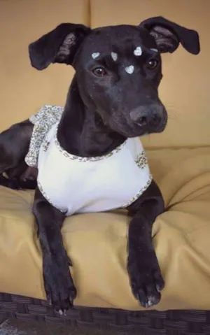 Cachorro raça SRD idade 2 anos nome Doroti