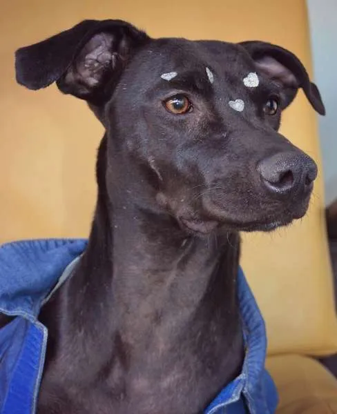 Cachorro ra a SRD idade 2 anos nome Doroti