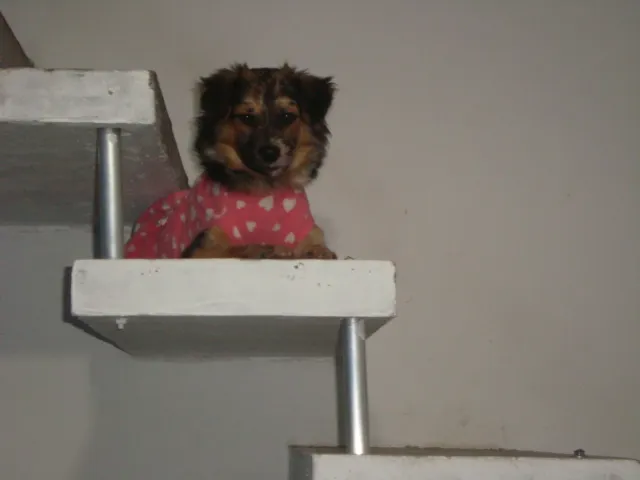 Cachorro ra a SRD idade 7 a 11 meses nome Luana