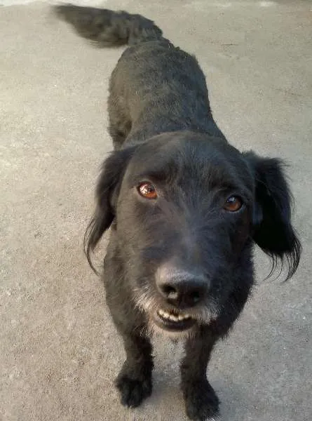 Cachorro ra a SRD idade 1 ano nome Bêne
