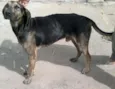 Scooby