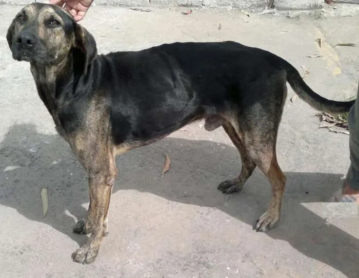 Cachorro ra a SRD idade 2 anos nome Scooby