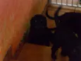 Fofo