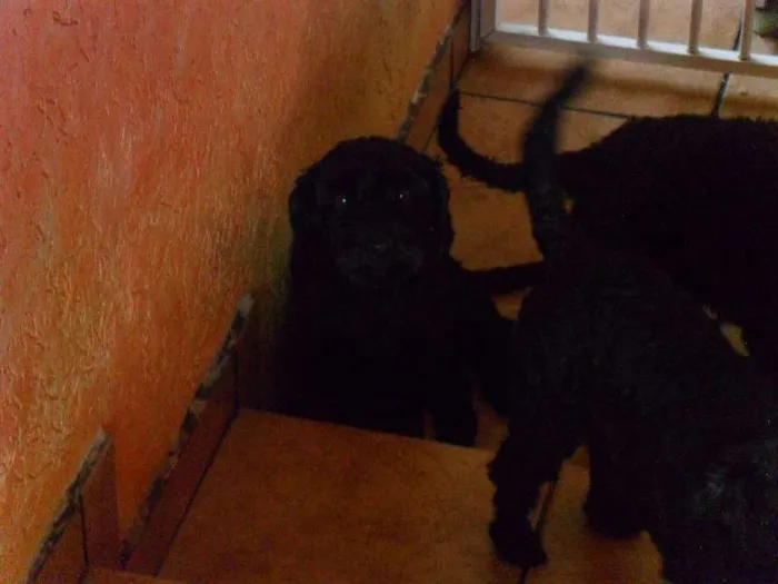 Cachorro ra a Poodle idade 3 anos nome Fofo