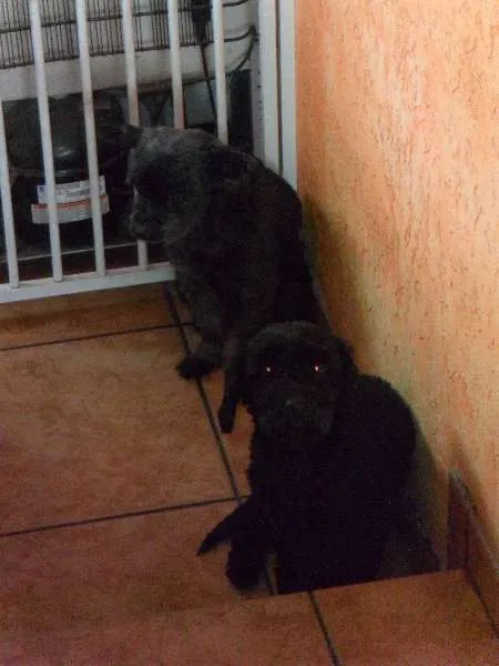 Cachorro ra a Poodle idade 3 anos nome Fofo
