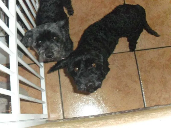 Cachorro ra a Poodle idade 3 anos nome Fofo
