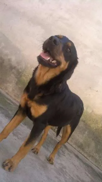 Cachorro raça VIRA LATA idade 2 anos nome BIDU