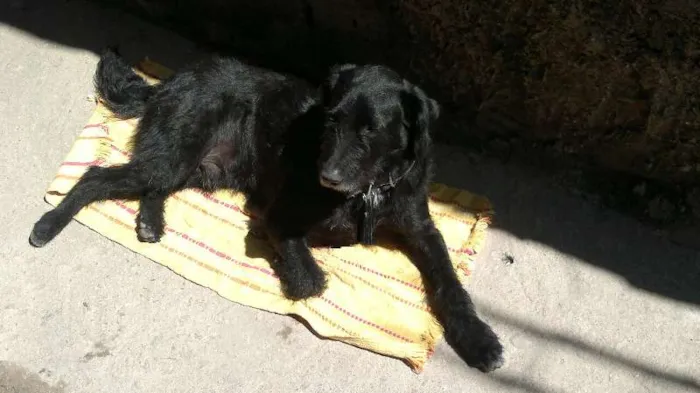 Cachorro ra a SRD idade 1 ano nome Bêne