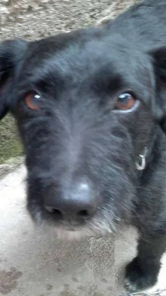 Cachorro ra a SRD idade 1 ano nome Bêne
