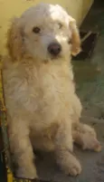 KADU