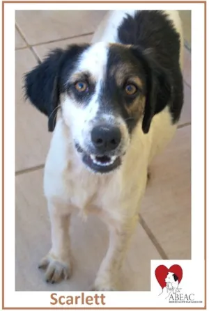 Cachorro raça SRD idade 7 a 11 meses nome SCARLETT