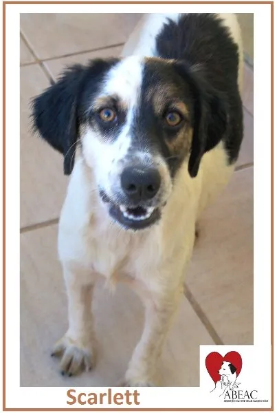 Cachorro ra a SRD idade 7 a 11 meses nome SCARLETT