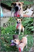 ASTOR