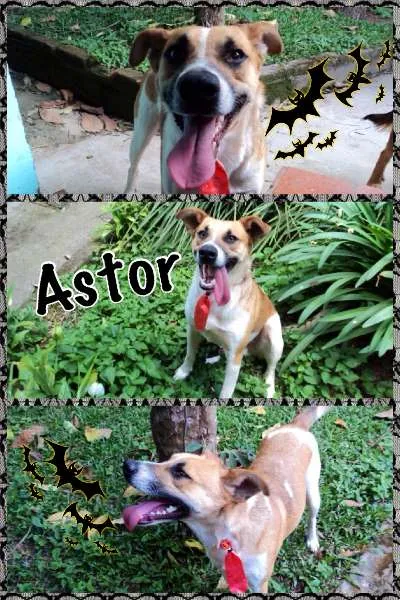 Cachorro ra a SRD idade 1 ano nome ASTOR