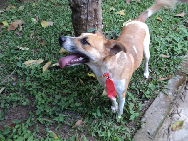 Cachorro ra a SRD idade 1 ano nome ASTOR