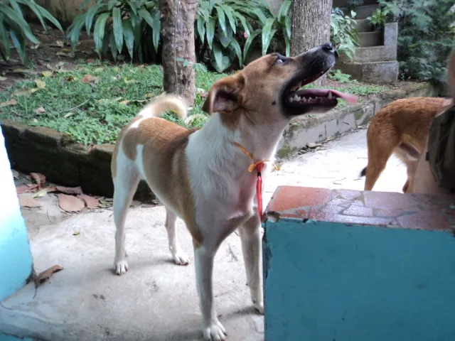 Cachorro ra a SRD idade 1 ano nome ASTOR