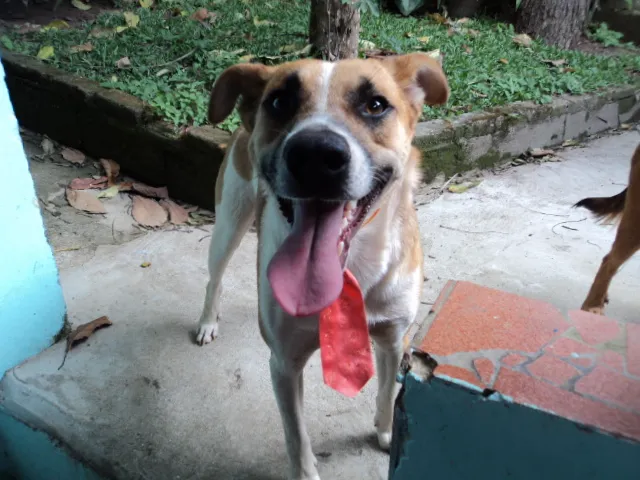 Cachorro ra a SRD idade 1 ano nome ASTOR