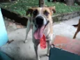 ASTOR