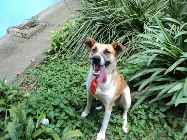 Cachorro ra a SRD idade 1 ano nome ASTOR
