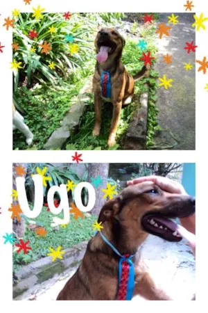 Cachorro raça SRD idade 1 ano nome UGO