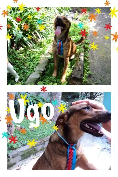 Cachorro ra a SRD idade 1 ano nome UGO