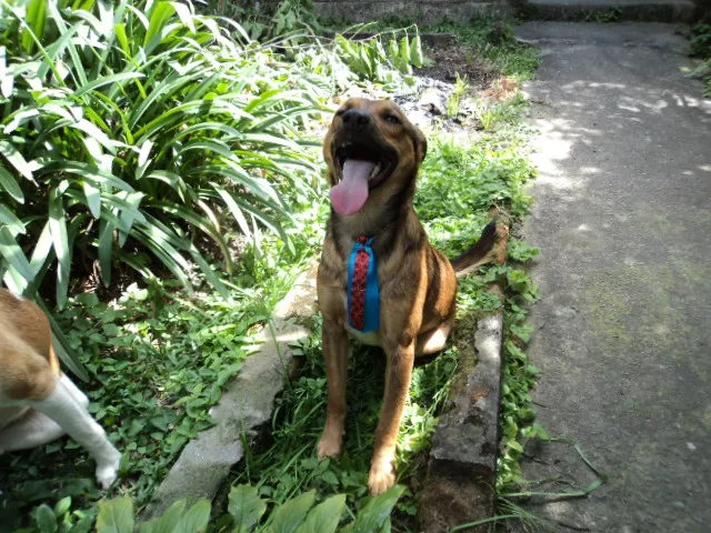 Cachorro ra a SRD idade 1 ano nome UGO