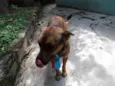 UGO