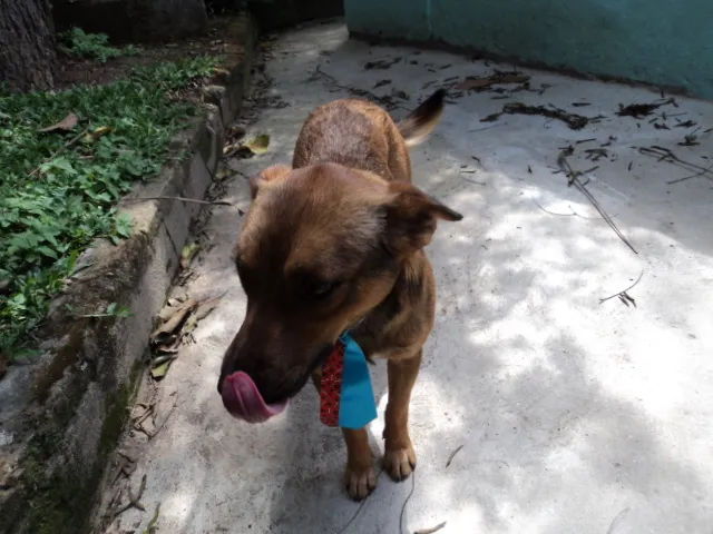 Cachorro ra a SRD idade 1 ano nome UGO