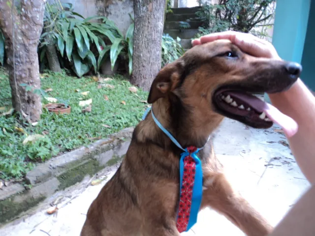 Cachorro ra a SRD idade 1 ano nome UGO