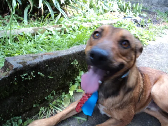 Cachorro ra a SRD idade 1 ano nome UGO