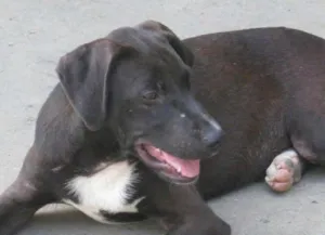 Cachorro raça SRD idade 2 anos nome BEETHOVEN