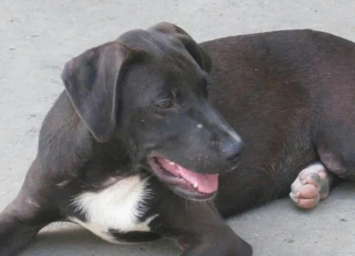 Cachorro raça SRD idade 2 anos nome BEETHOVEN