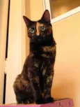 Maia