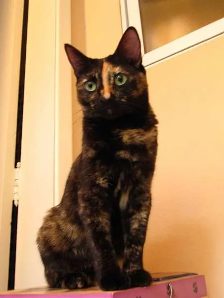 Gato ra a srd idade 4 anos nome Maia