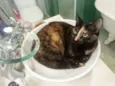 Maia