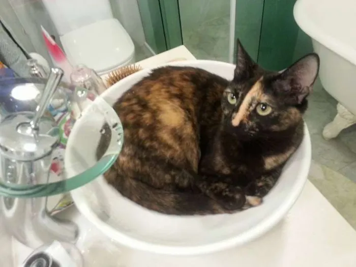 Gato ra a srd idade 4 anos nome Maia