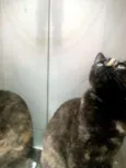 Maia