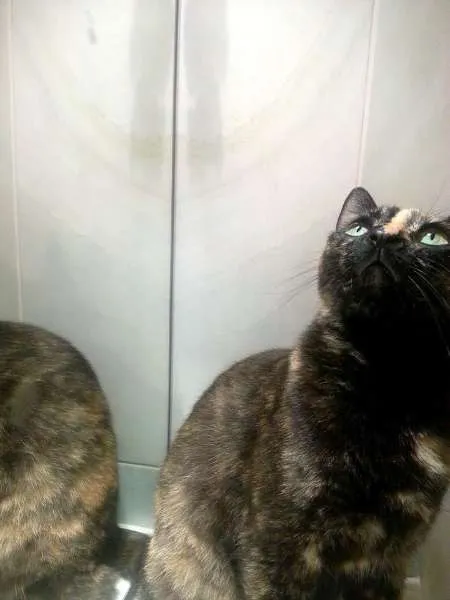 Gato ra a srd idade 4 anos nome Maia