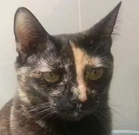 Gato raça srd idade 4 anos nome Maia