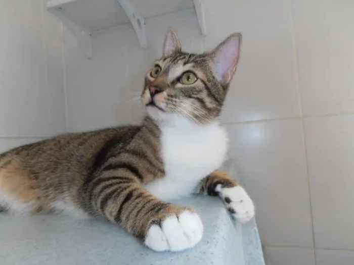 Gato ra a srd idade 7 a 11 meses nome Strudell