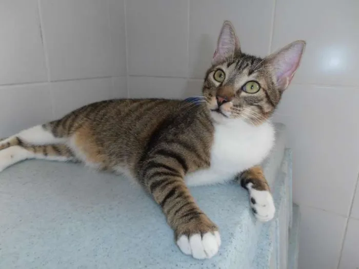 Gato ra a srd idade 7 a 11 meses nome Strudell